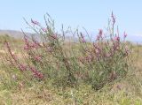 Astragalus barbidens. Цветущее растение. Дагестан, Кумторкалинский р-н, окр. с. Коркмаскала, песчаная степь. 22 мая 2022 г.