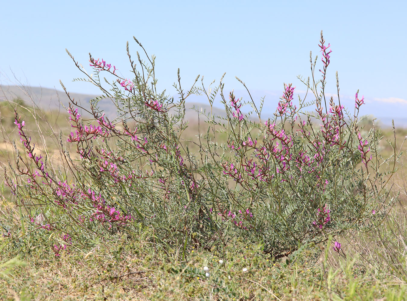 Изображение особи Astragalus barbidens.