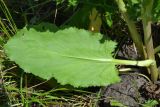 Eryngium planum. Лист (вид на абаксиальную поверхность). Тульская обл., Плавский р-н, окр. пос. Молочные Дворы, луг. 24.07.2022.