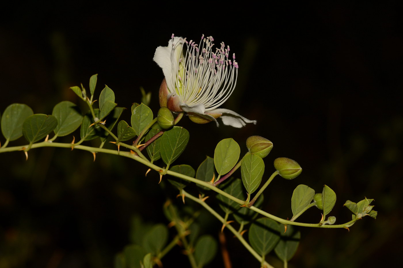 Изображение особи Capparis herbacea.