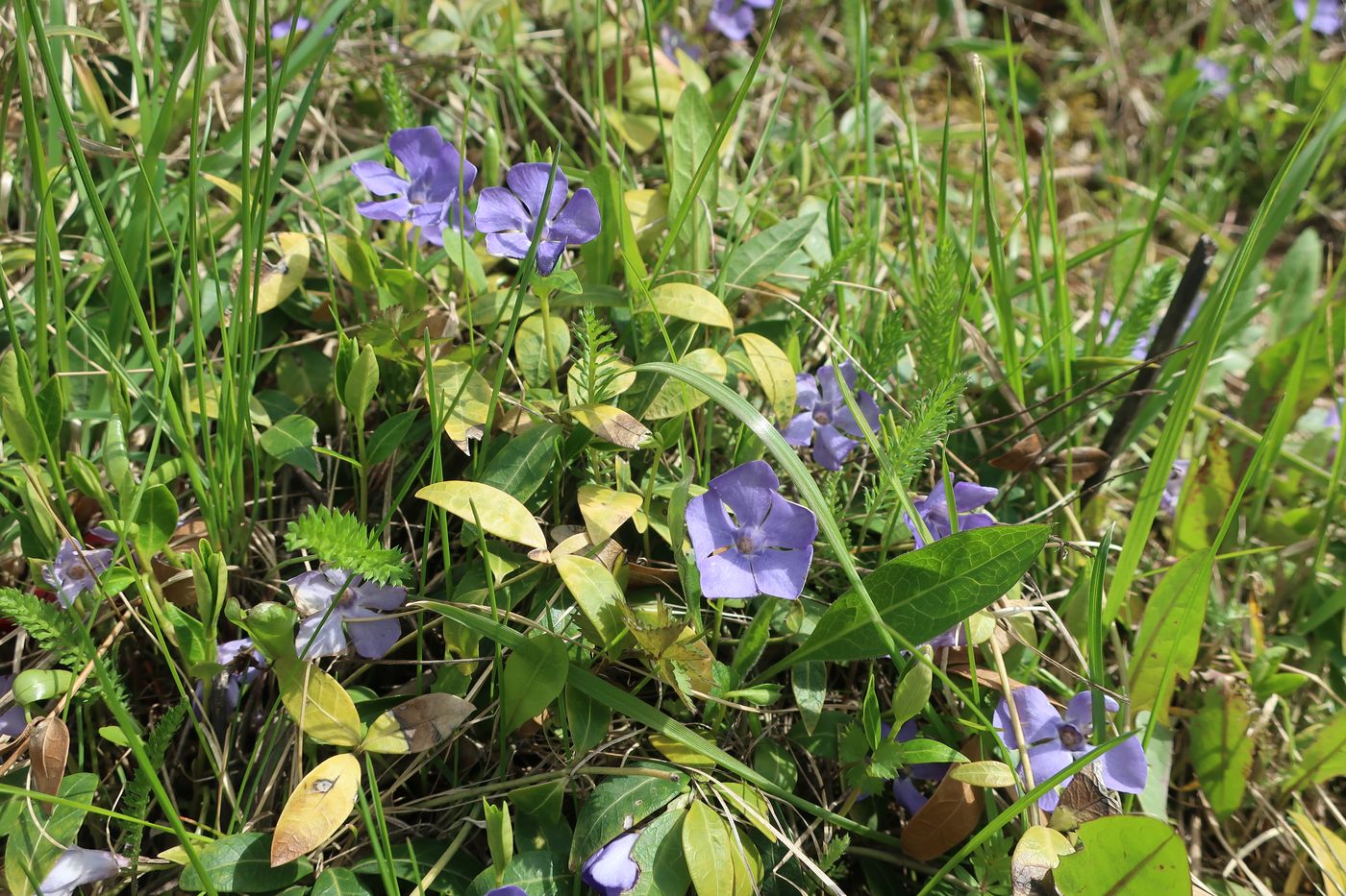 Image of Vinca minor specimen.