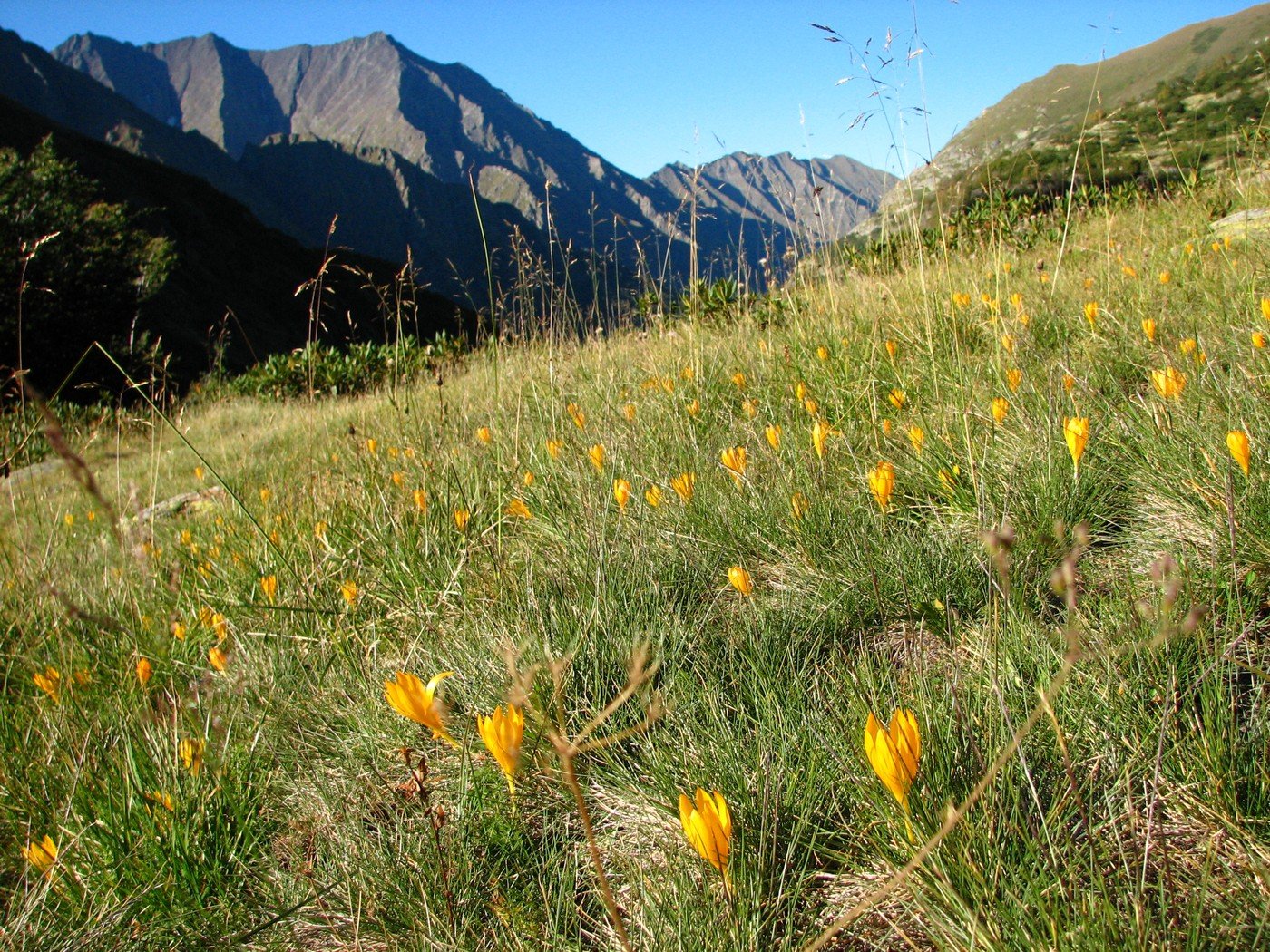 Image of Crocus scharojanii specimen.