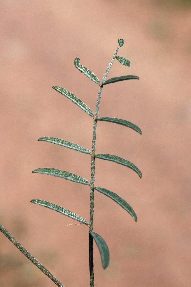 Изображение особи род Astragalus.