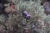 genus Cupressus. Ветвь с шишками. Китай, провинция Юньнань, нац. парк \"Шилинь\". 06.03.2017.
