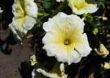 Petunia &times; atkinsiana
