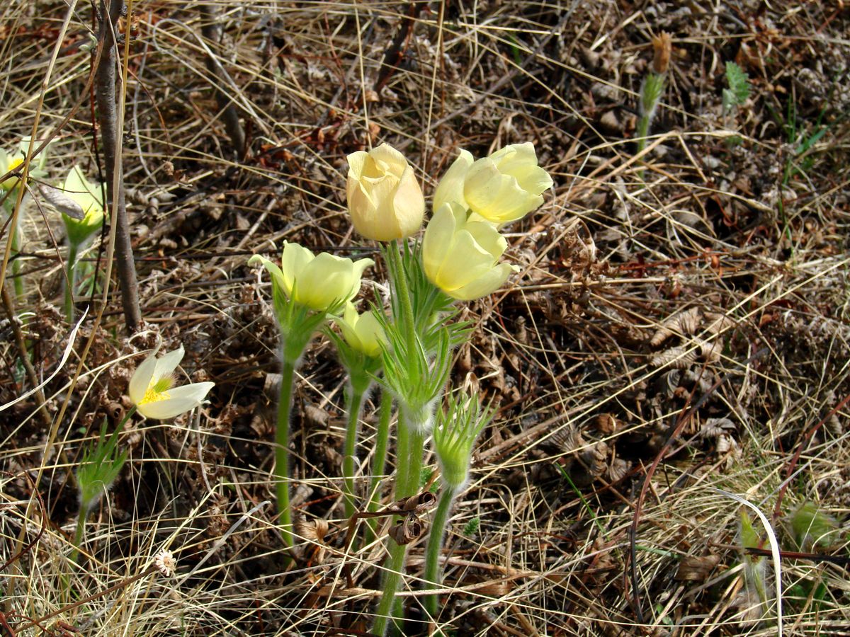 Изображение особи Pulsatilla orientali-sibirica.