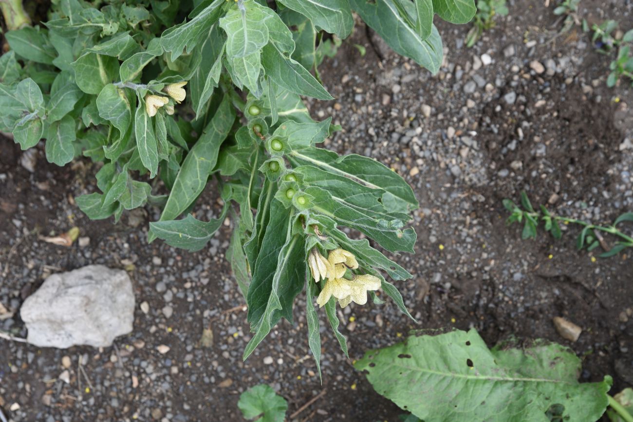 Изображение особи Hyoscyamus niger.