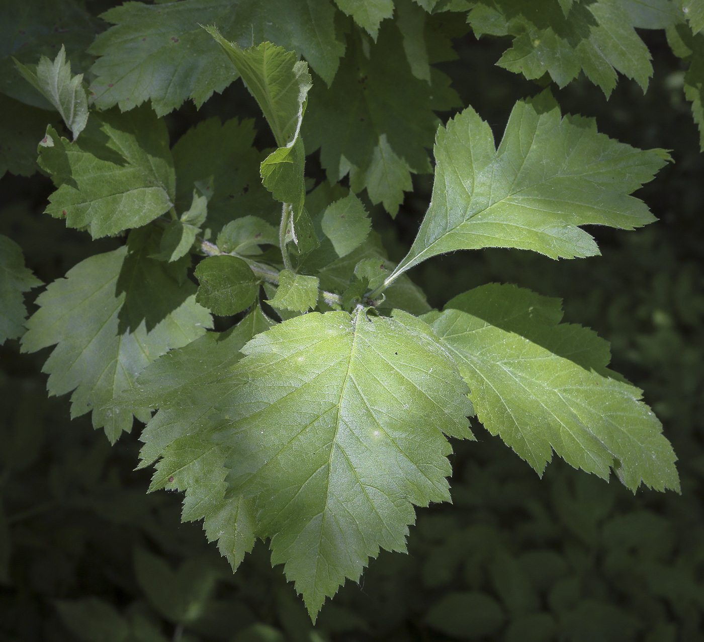 Image of Crataegus chlorosarca specimen.