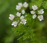 Caucalis platycarpos