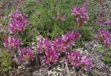 Astragalus suprapilosus