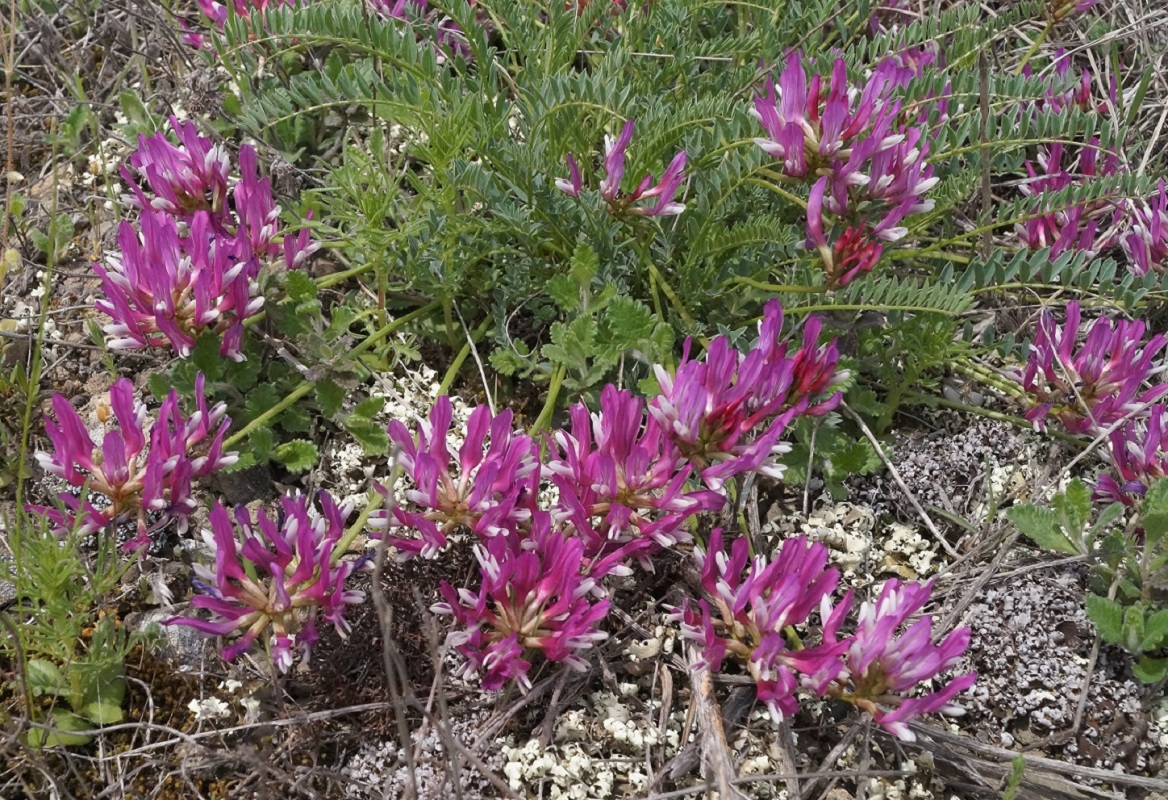 Image of Astragalus suprapilosus specimen.