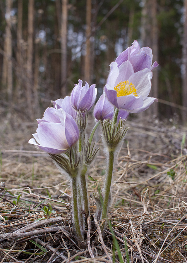 Изображение особи Pulsatilla patens.