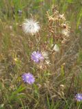 Lactuca tatarica. Верхушка цветущего и плодоносящего растения. Челябинская обл., Октябрьский р-н, с. Кочердык, ПП оз. Сладкое. 21.08.2010.