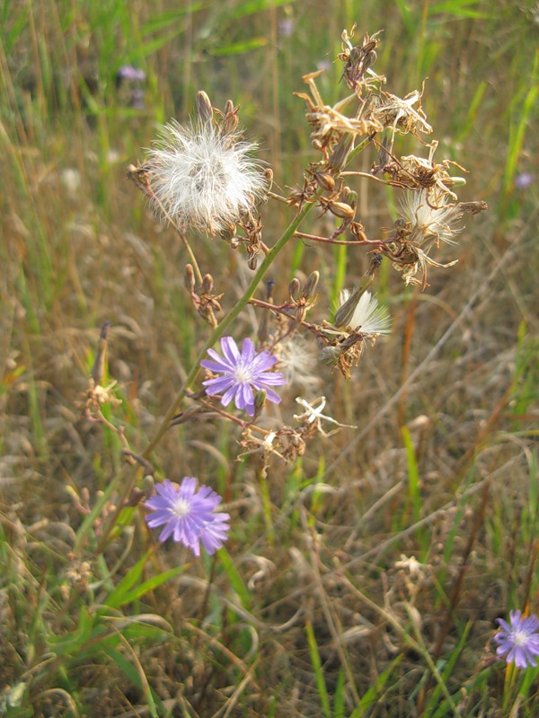 Изображение особи Lactuca tatarica.