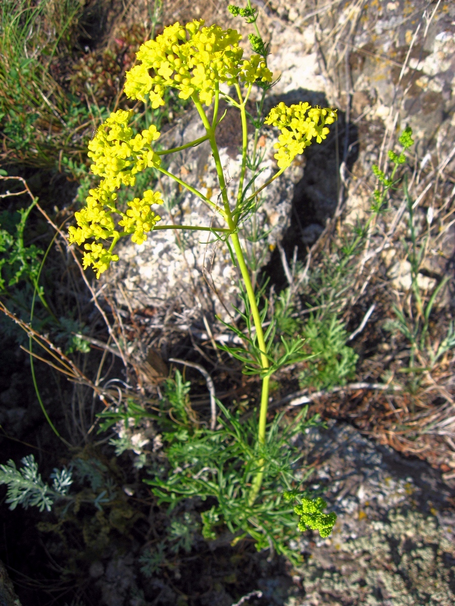 Image of Patrinia intermedia specimen.