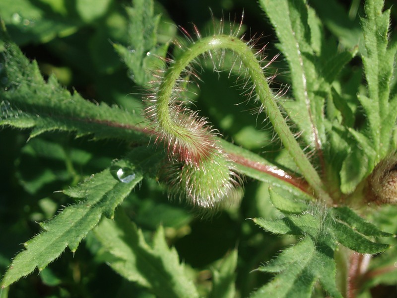 Image of Papaver rhoeas specimen.