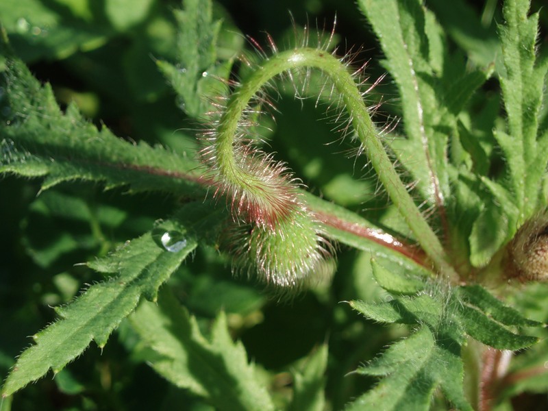 Изображение особи Papaver rhoeas.