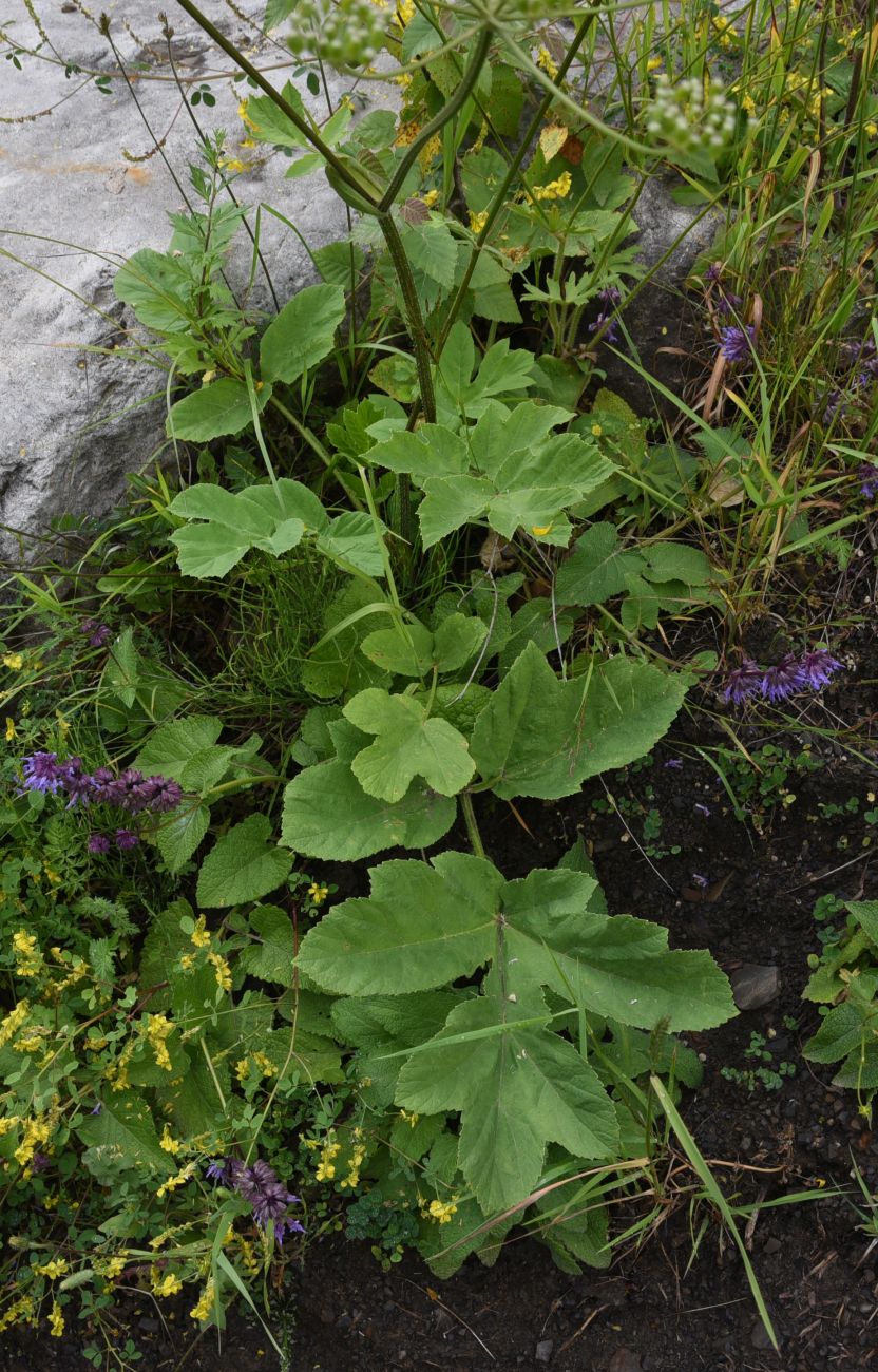 Image of genus Heracleum specimen.