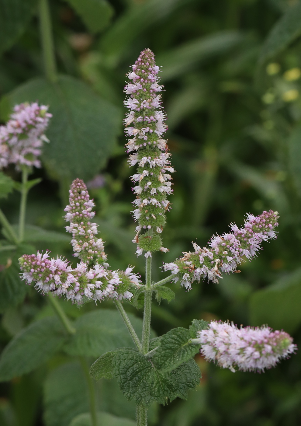 Изображение особи Mentha suaveolens.