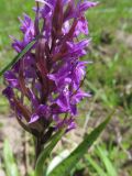 Dactylorhiza majalis