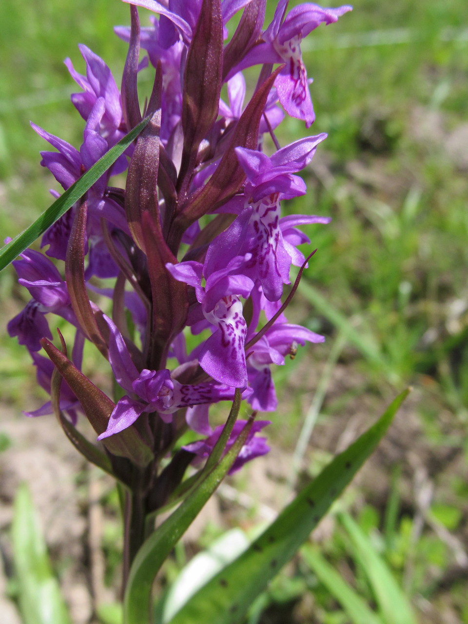 Image of Dactylorhiza majalis specimen.