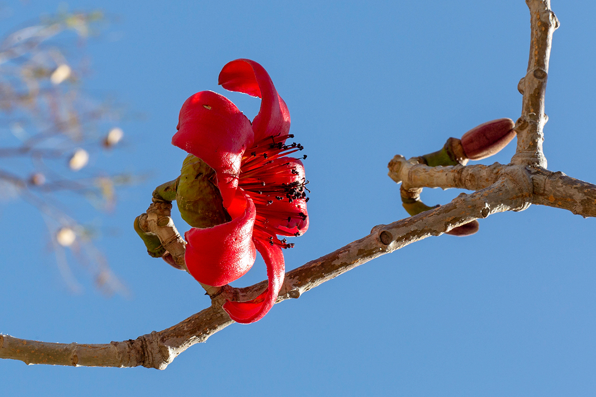 Image of Bombax ceiba specimen.