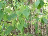 Betula pendula. Ветви в начале плодоношения. Ярославская обл., Рыбинский р-н, берег Рыбинского водохранилища у пр. Коприно. 30.05.2007.