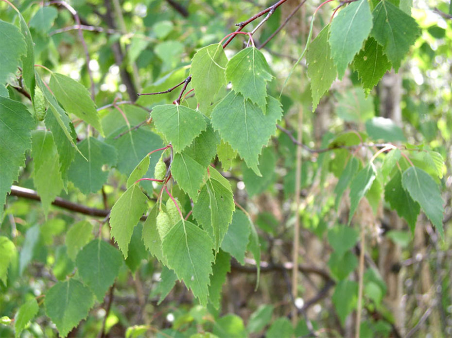 Изображение особи Betula pendula.