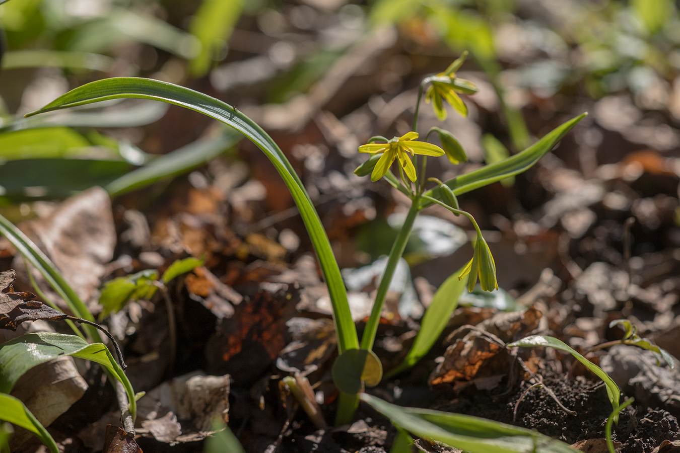 Image of Gagea lutea specimen.