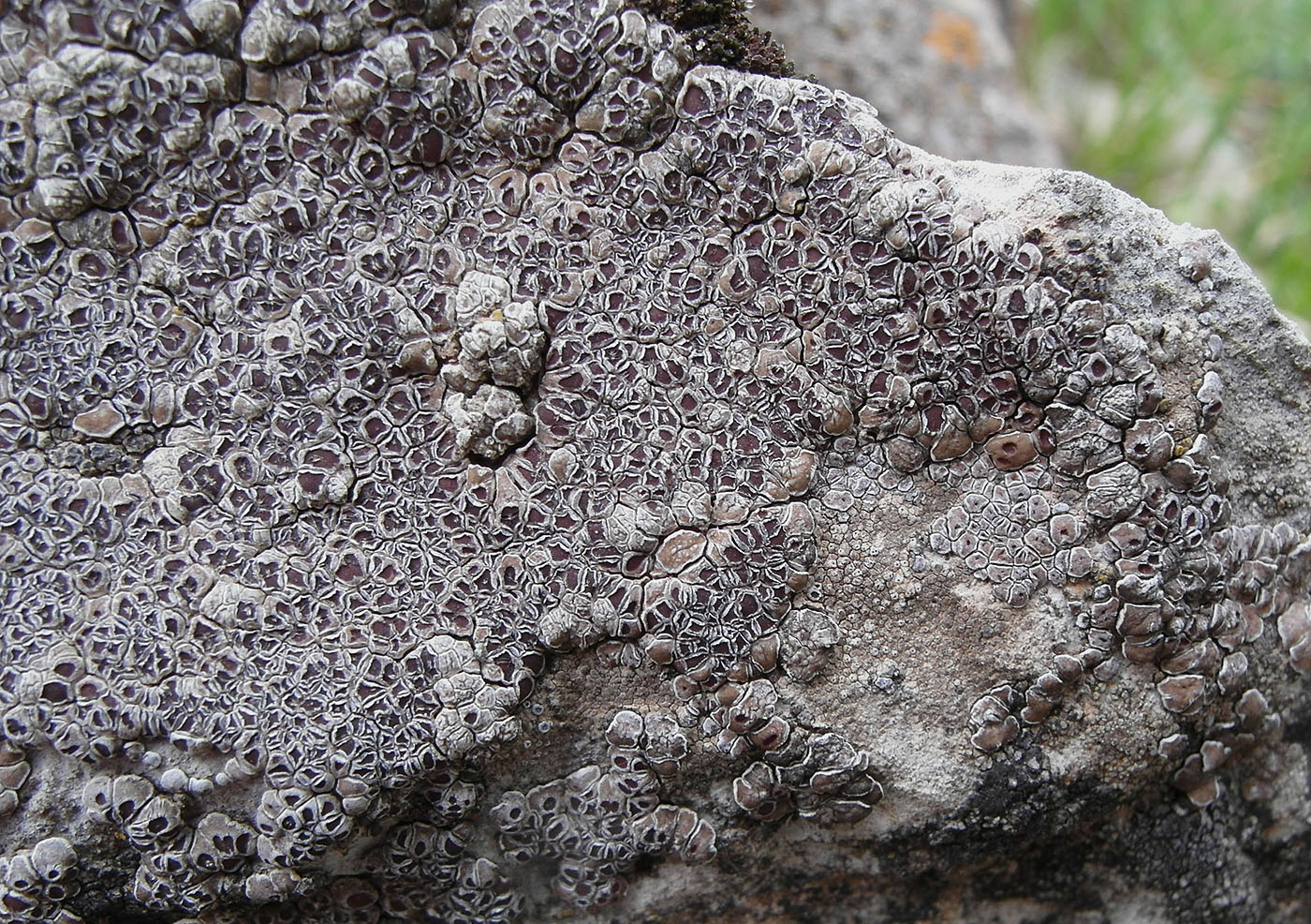 Image of Acarospora cervina specimen.