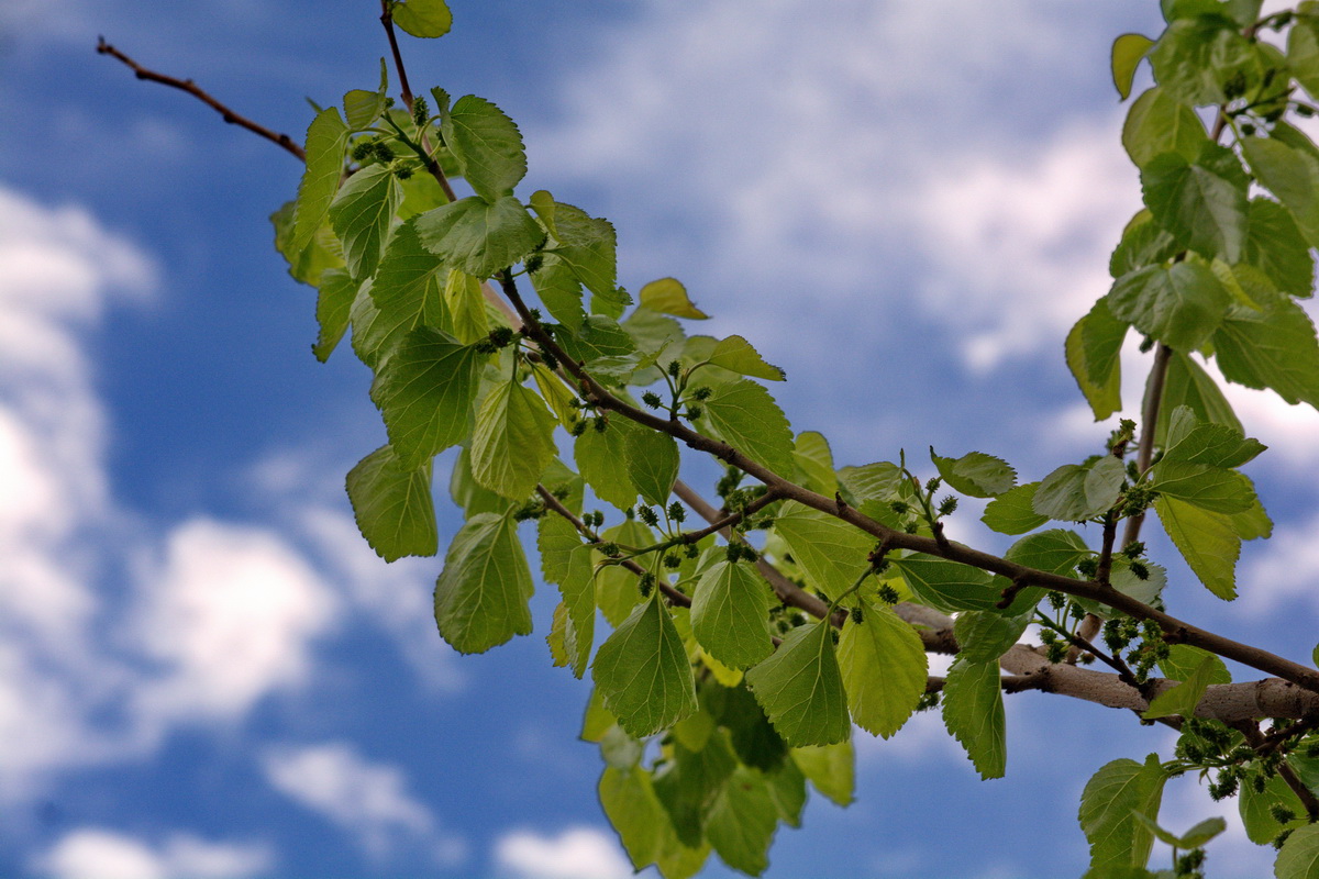 Изображение особи Morus alba.