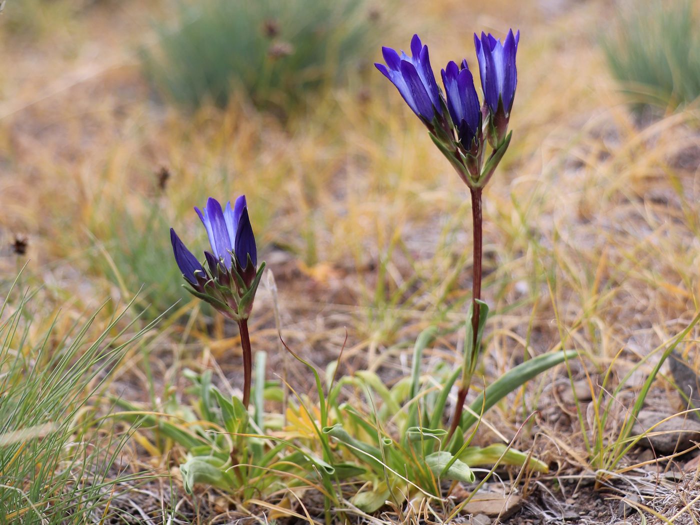 Изображение особи Gentiana olivieri.