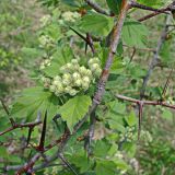 Crataegus maximowiczii