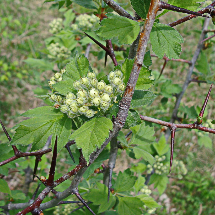 Image of Crataegus maximowiczii specimen.