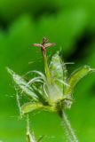 Geranium sylvaticum