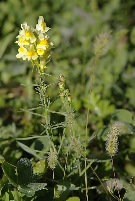 Изображение особи Linaria melampyroides.