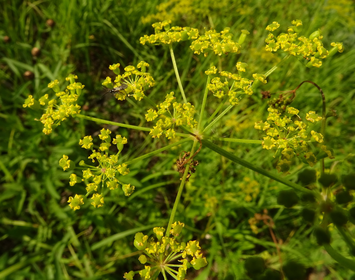 Изображение особи Pastinaca sylvestris.