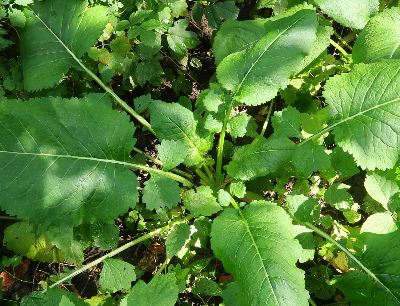 Image of genus Dipsacus specimen.
