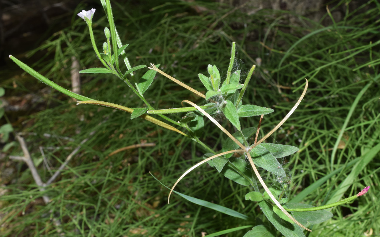 Изображение особи Epilobium minutiflorum.