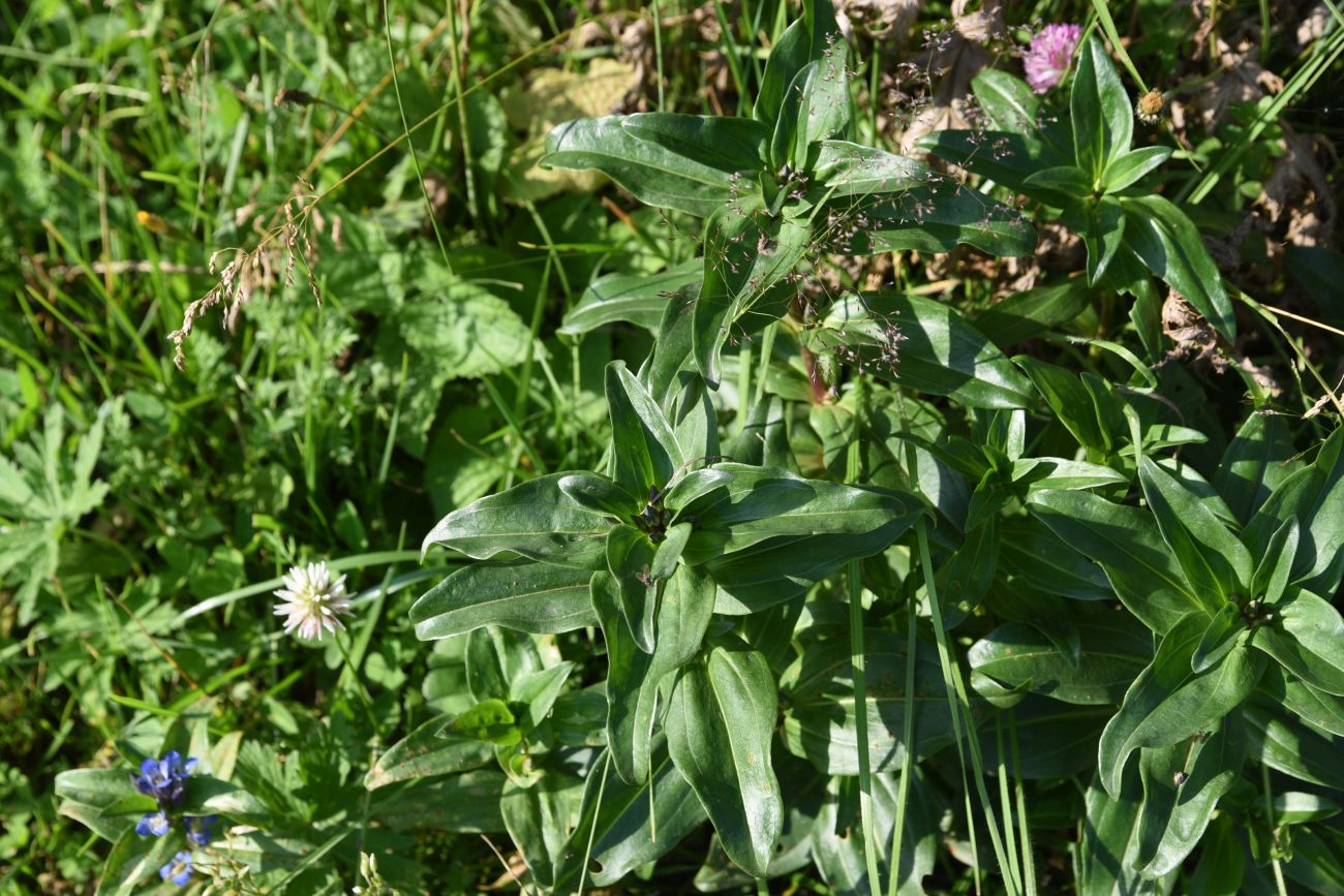 Изображение особи Gentiana cruciata.