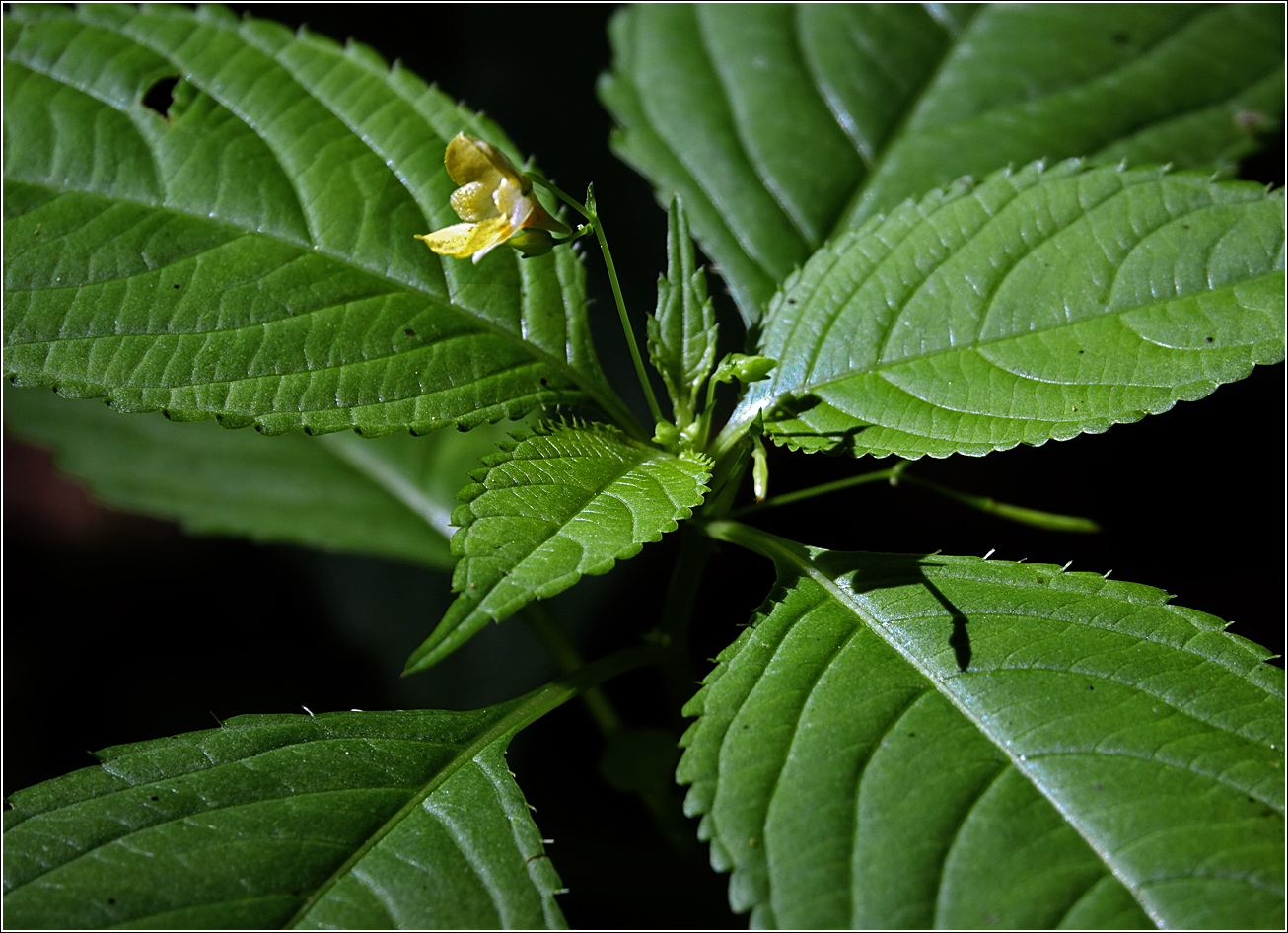 Изображение особи Impatiens parviflora.