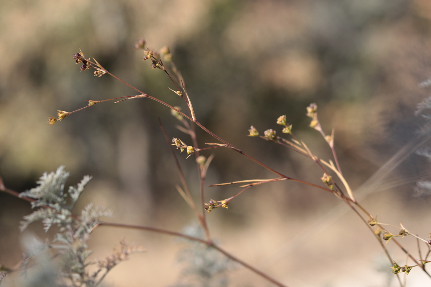 Image of Bupleurum brachiatum specimen.