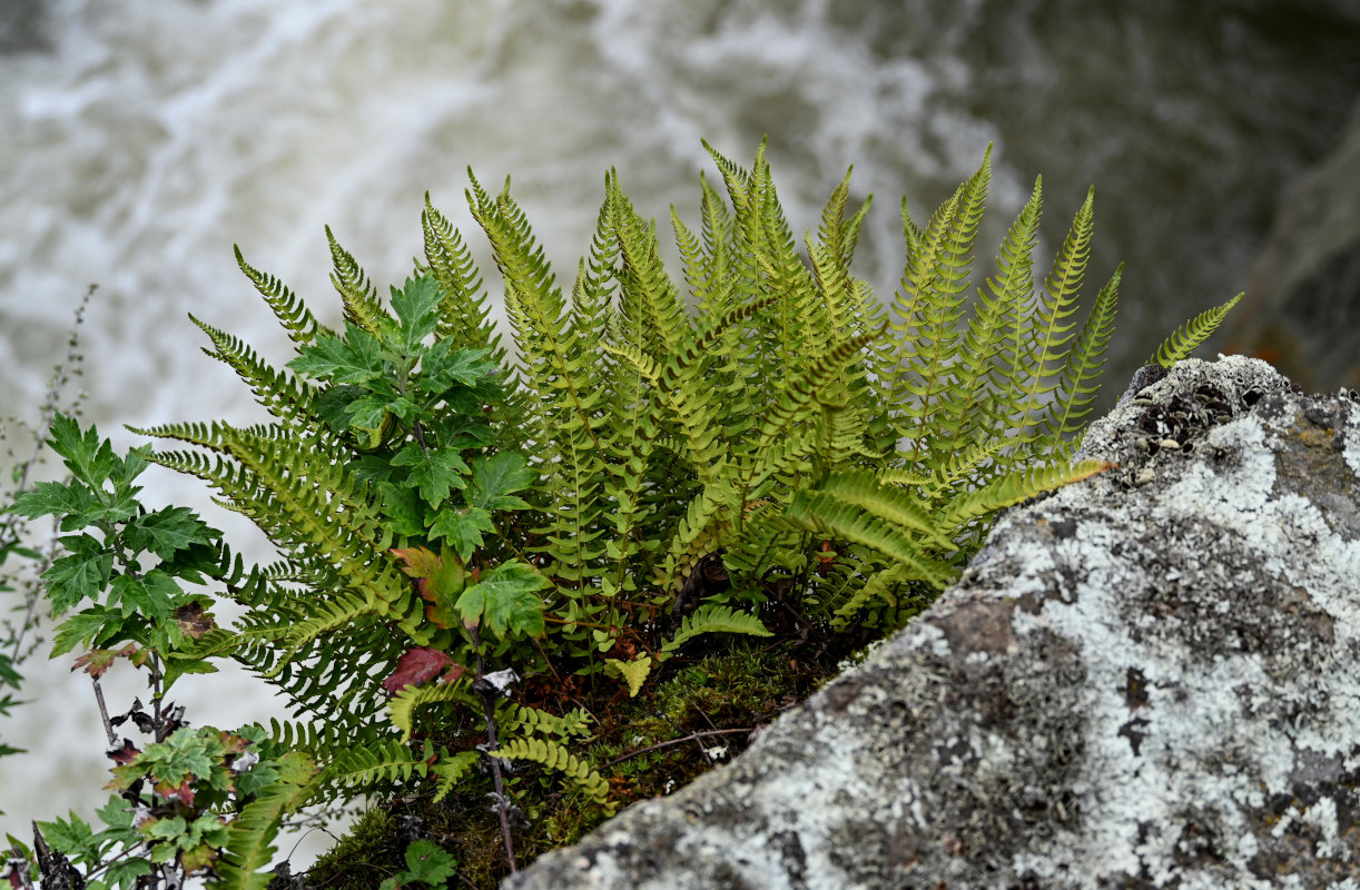 Image of Woodsia polystichoides specimen.