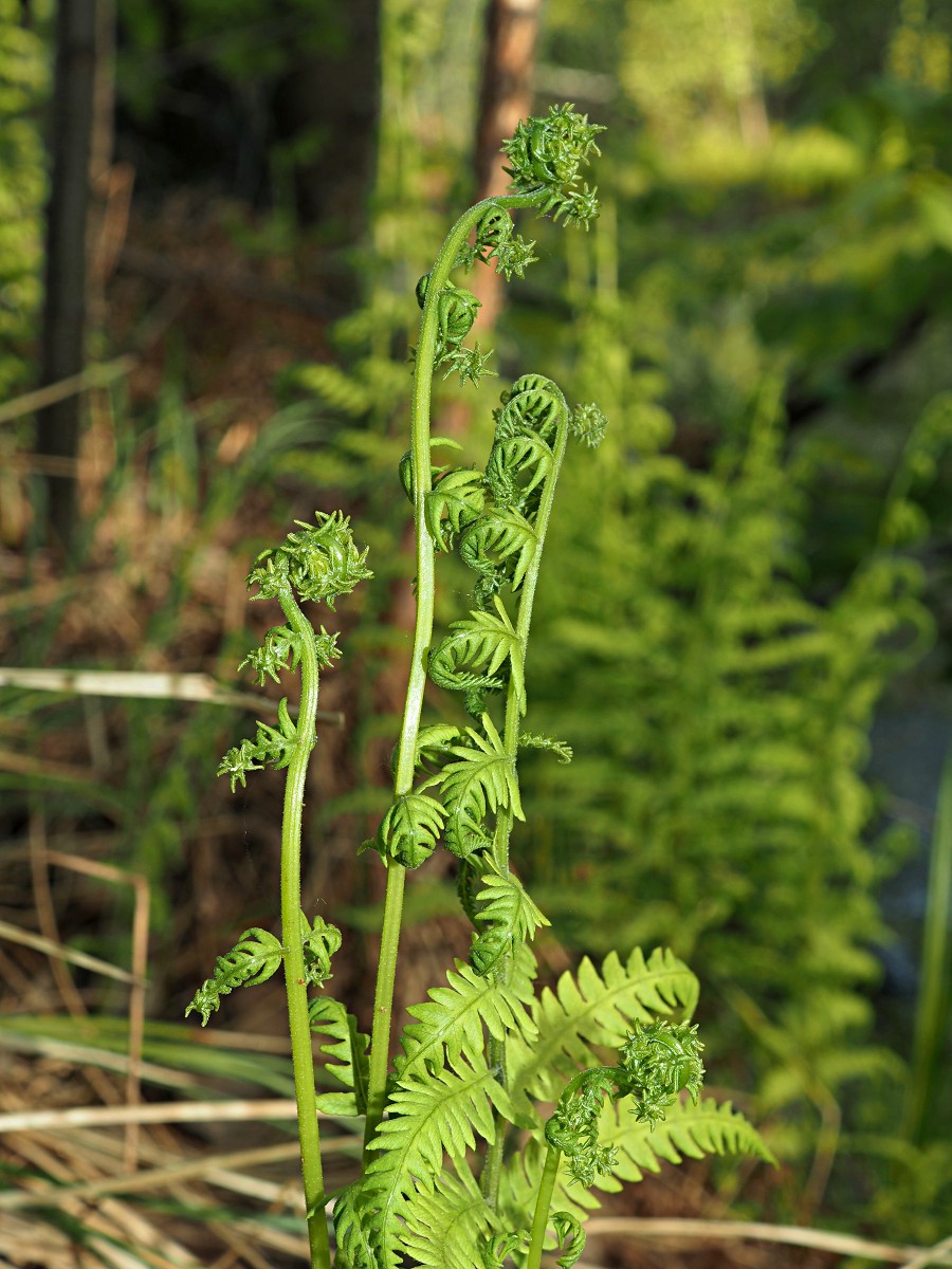 Изображение особи Thelypteris palustris.