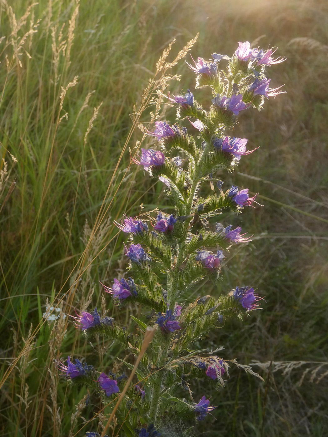 Image of Echium vulgare specimen.