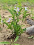 Viola stagnina