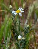 Anthemis ruthenica