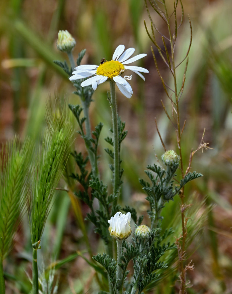 Изображение особи Anthemis ruthenica.