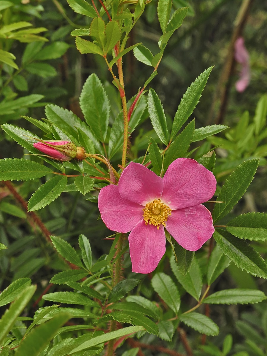 Image of Rosa nitida specimen.