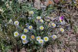 Erigeron pallidus